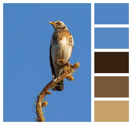 Animal Bird Ai Generated Image